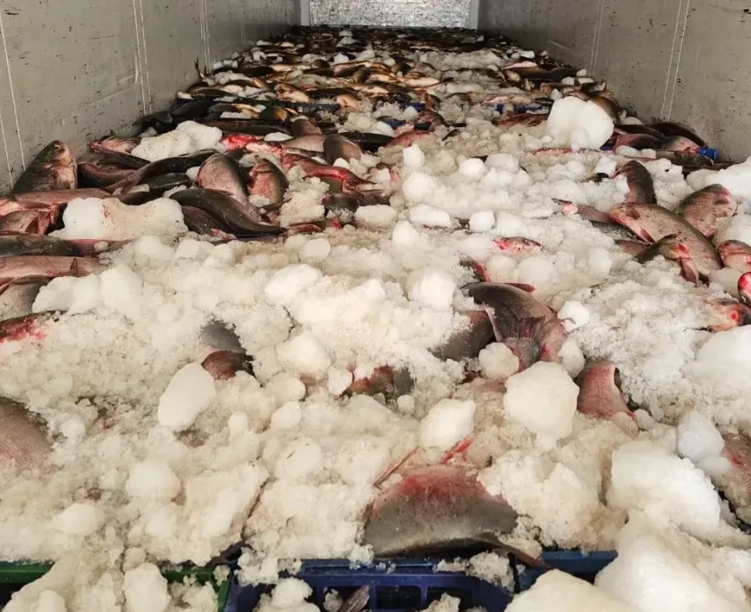 Из Астраханской области в другую страну пытались вывезти очень много рыб-нелегалок