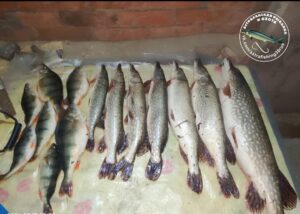 Рыбаки рассказали, где и какая рыба сейчас ловится в Астраханской области