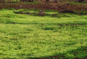Пчелы рады больше мух: в Астраханской области расцвели очень редкие растения