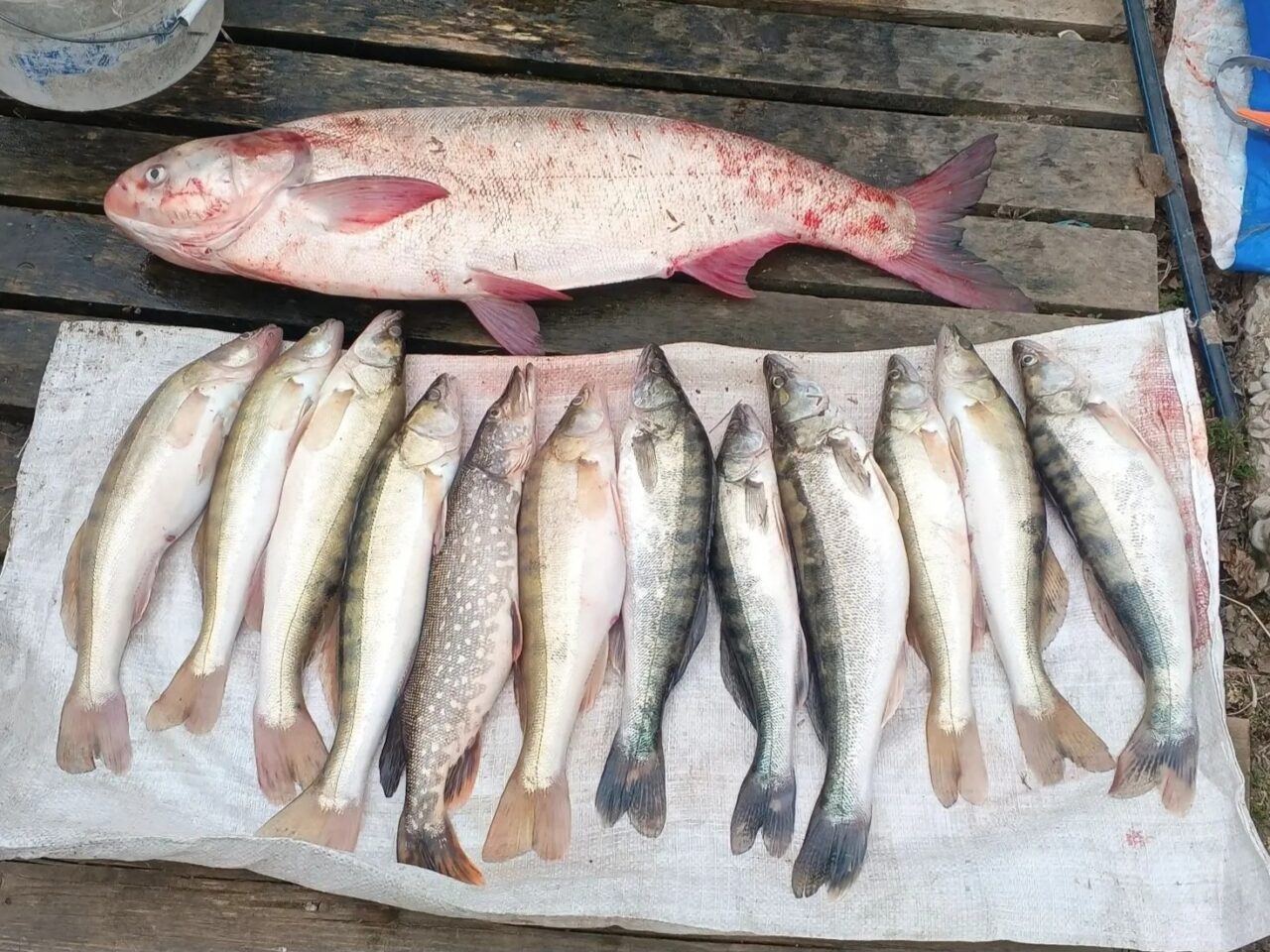 Отвели душу: где в Астраханской области хорошо ловится рыба