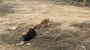 В Астрахани собаки, устроившие логово с сгоревшем доме, напали на маленькую девочку