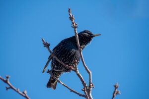 В Астраханской области заметили птиц, которые приносят настоящую весну