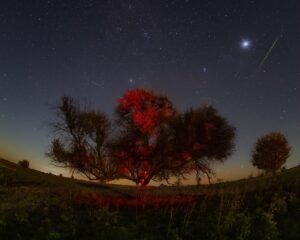 Под Астраханью вероломно спилили большое драгоценное дерево