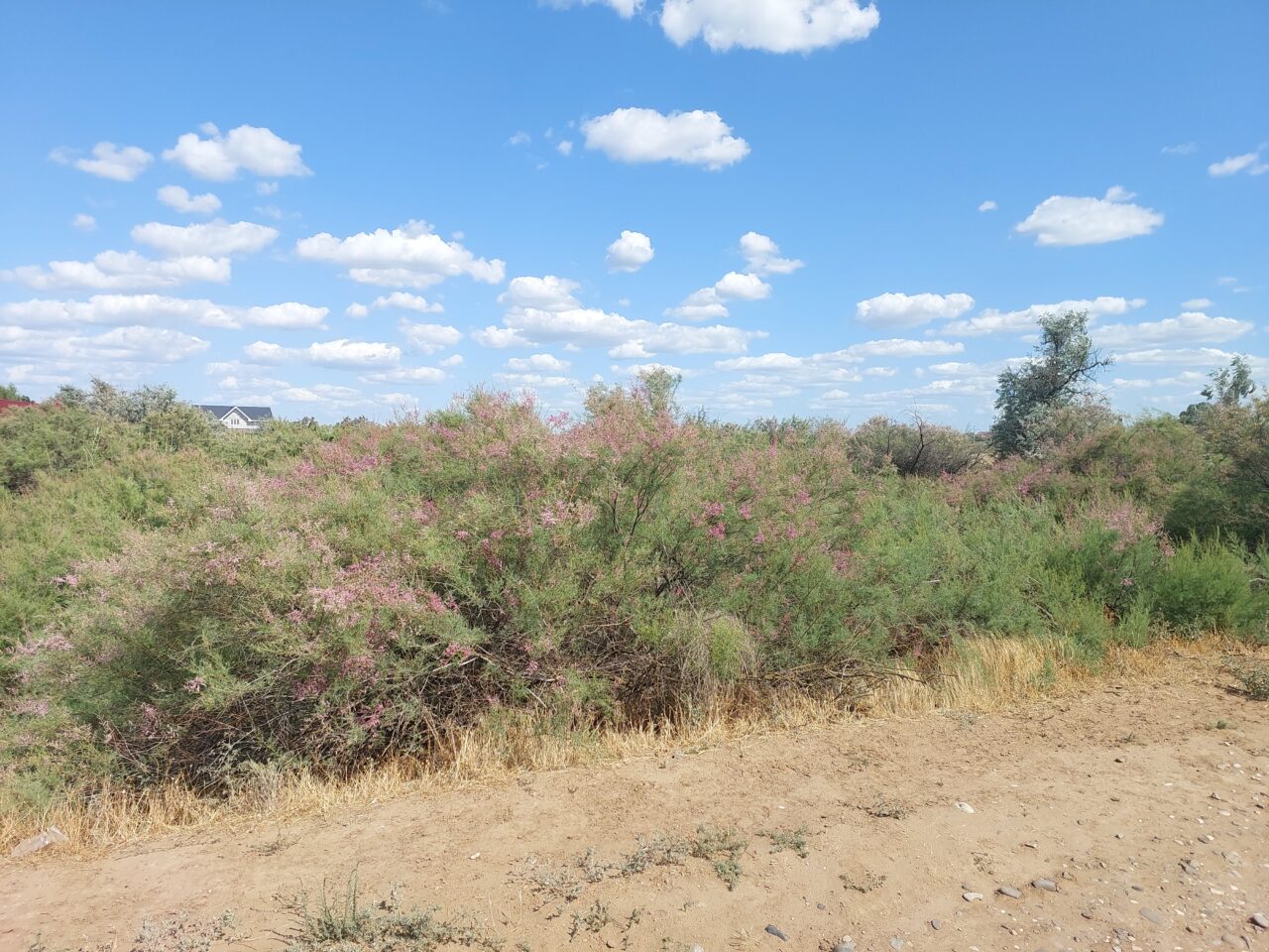 В Астраханской области обитают очень редкие птицы, им будут помогать выжить