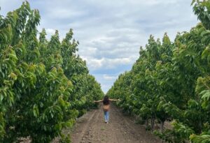 Сады не растут: почему астраханские фермеры не верят в яблони