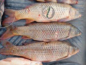 В Астраханской области рыбаки хвастаются уловом: где поймать крупную рыбу