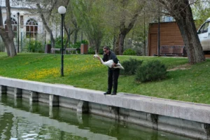 В Лебединое озеро в Астрахани выпустили лебедей