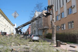 Администрация Астрахани показала трухлявые деревья, которые спилили на Володарского
