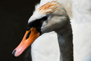 Стало известно, когда лебеди вернутся на Лебединое озеро