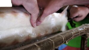 В Астрахани массажисту для осетров готовы платить от 120 тысяч