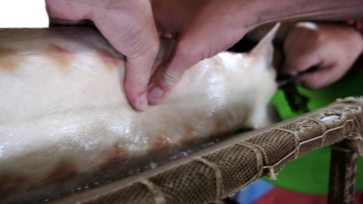 В Астрахани массажисту для осетров готовы платить от 120 тысяч