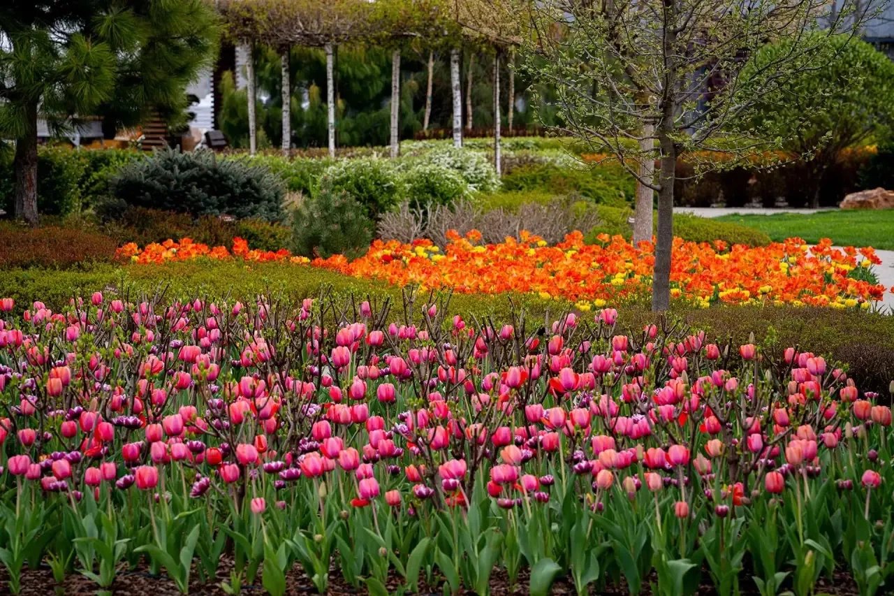 В саду под Астраханью можно любоваться цветением луковичных не хуже, чем в голландском Кёкенхофе