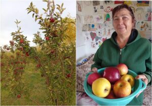 Как живет крупный яблоневый сад под Астраханью и почему ему не хватает воды