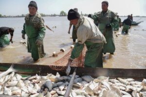 Какую рыбу больше всего ловят в Астраханской области: ее много
