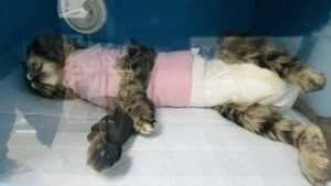 В Астрахани нашли ужасно замученную кошку