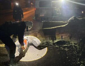 В Астрахани огромное дерево упало на дорогу, другое угрожало людям