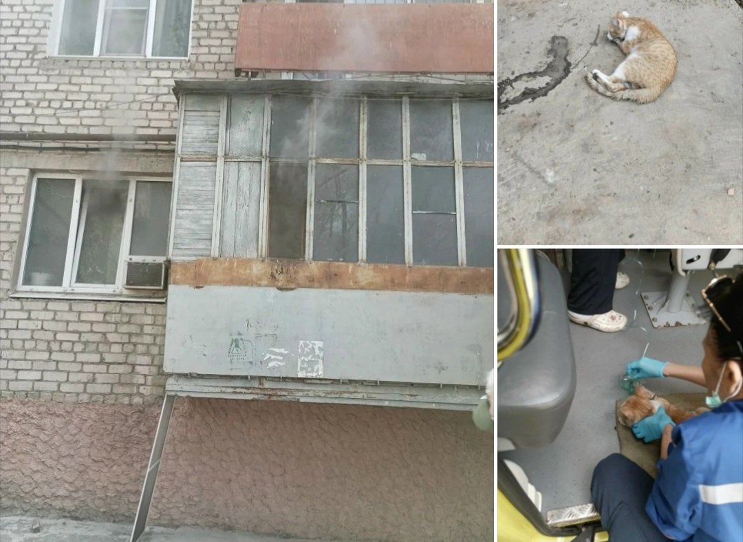 В Астрахани кота вынесли из горящего дома и передали скорой для массажа сердца