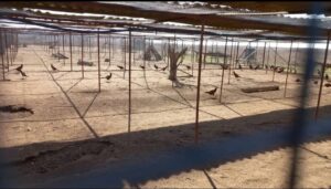 В Астраханской области выпустили нарядных птиц, частично у них нет перьев