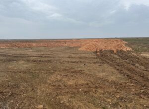 В Астраханской области просто выбросили тонны лука: им все усыпано