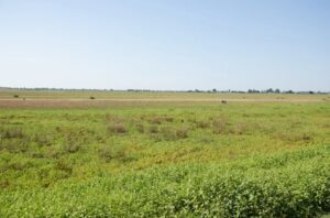 В Астраханской области редчайшие животные готовятся к важному событию, пока самцы много едят и пьют