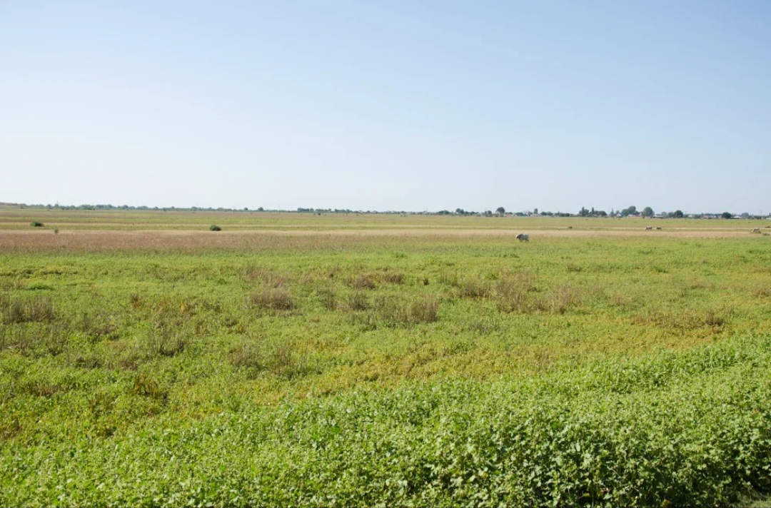 В Астраханской области редчайшие животные готовятся к важному событию, пока самцы много едят и пьют