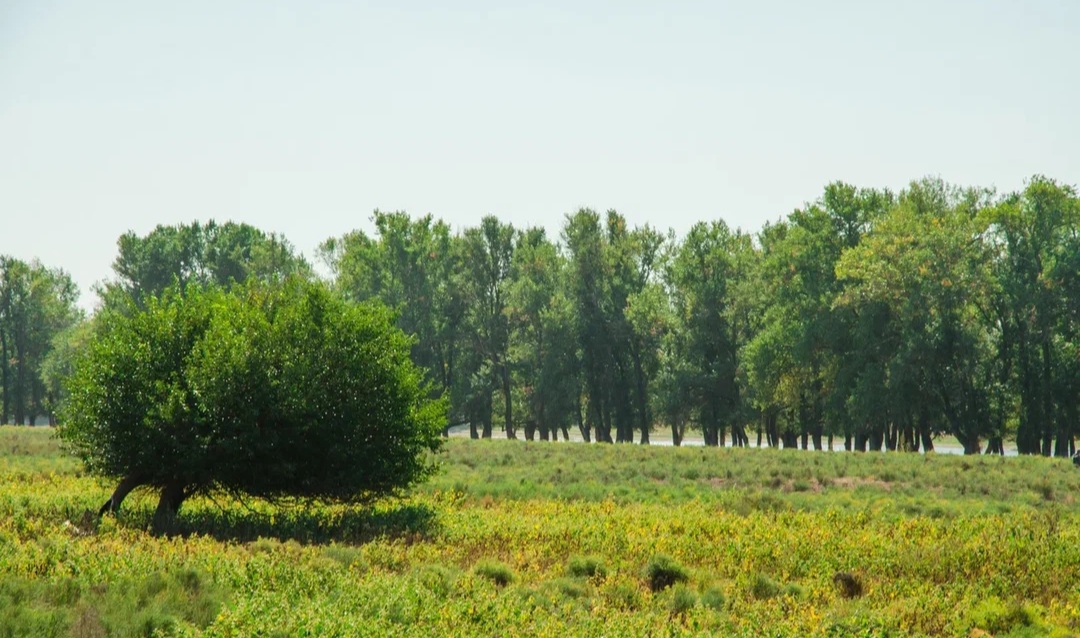 В Астраханскую область завезли красивейших и благородных животных из Владимирской области