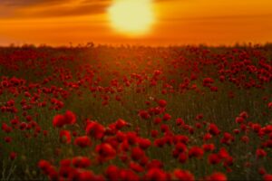 Под Астраханью в этом году расцвело безумно много маков: почему так и куда ехать их смотреть