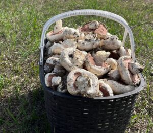 Где в Астраханской области пошли грибы и попадаются огромные экземпляры