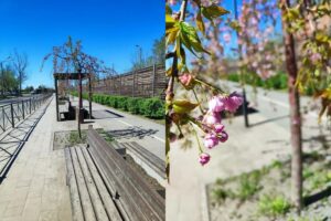 В Астрахани на Комсомольской набережной зацвело уникальное дерево