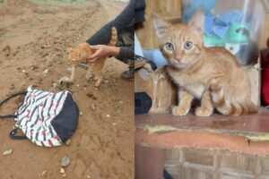 У астраханского приюта нашли сумку с котенком, на него напали вороны