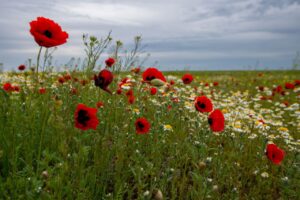В Астраханской области зацвели песчаные маки, где их можно увидеть