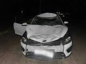 Под Астраханью ищут владельца лошади, из-за которой произошла авария