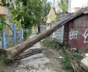 В Астрахани прямо возле детского сада рухнуло огромное дерево