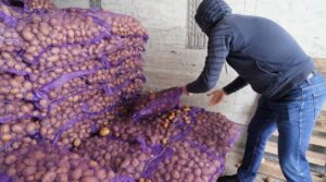 Почему в Дагестане будут сажать картофель из Астраханской области