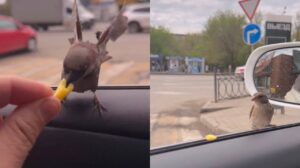 Толстеют ли астраханские воробьи, которые обедают во «Вкусно — и точка»