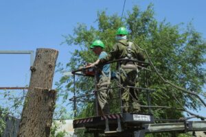 Власти Астрахани объяснили, зачем в городе опиливают деревья