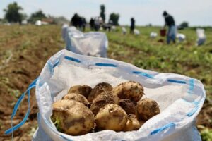 Скоро на прилавках: астраханцы одними из первых в стране начали сбор картофеля