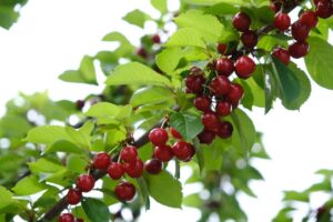 Под Астраханью начали сбор черешни и планируют делать масло из тмина