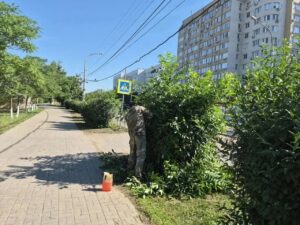 В Астрахани идет масштабная работа по опиловке деревьев
