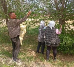 В Астраханской области собирают семена деревьев и кустарника, у которого важная миссия