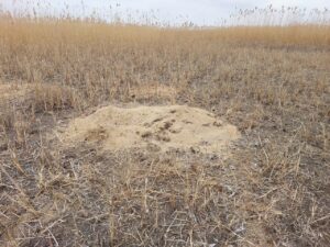 В Астраханской области изменилась жизнь редчайших животных со строгим взглядом и пухлыми щеками