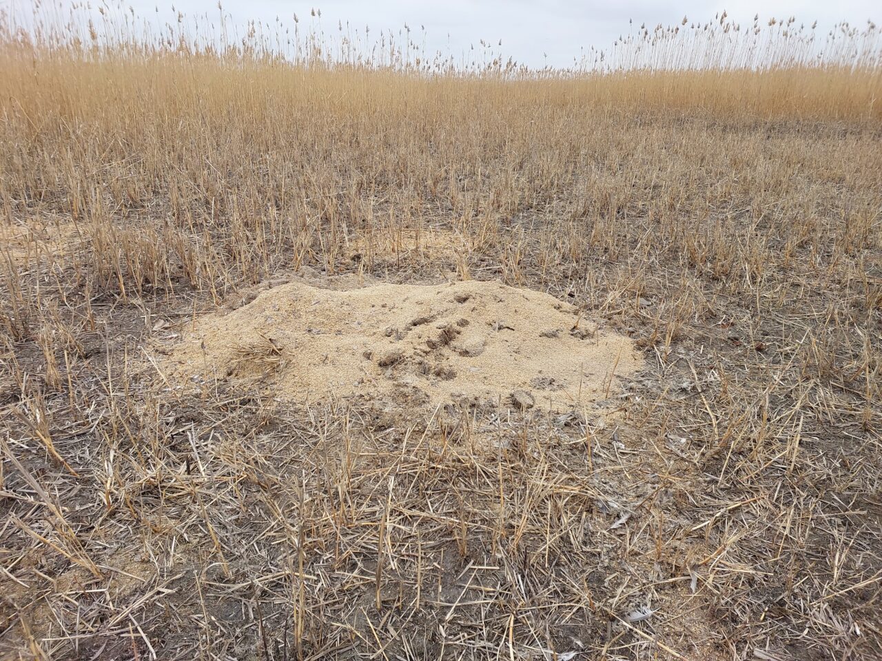 В Астраханской области изменилась жизнь редчайших животных со строгим взглядом и пухлыми щеками