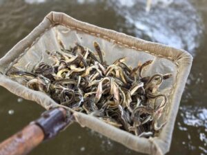В Приволжском районе Волгу пополнили 470 тысячами мальков русского осетра
