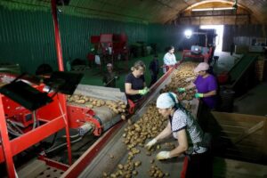 Астраханский производитель строит хранилища картошки, чтобы продавать ее дороже
