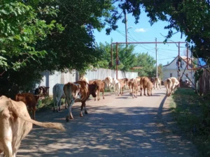 В Астрахани коровы-разрушительницы доели многострадальный сквер