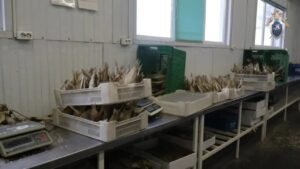 Рыбный деликатес сомнительного происхождения производило предприятие под Астраханью