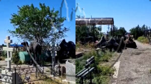 Кладбище в Астрахани захватили огромные черные верблюды
