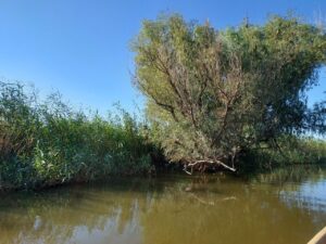 В Астрахани поймали огромного сома, им можно накормить небольшое село