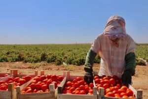 Сибирь ждет: куда отправляют новый урожай астраханских томатов