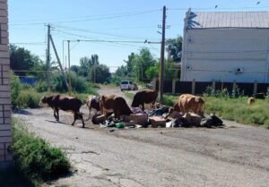 В Астрахани банда коров орудует на мусорках и устраивают беспорядки: это стало невыносимо